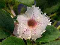 Alsobia 'Cygnet'